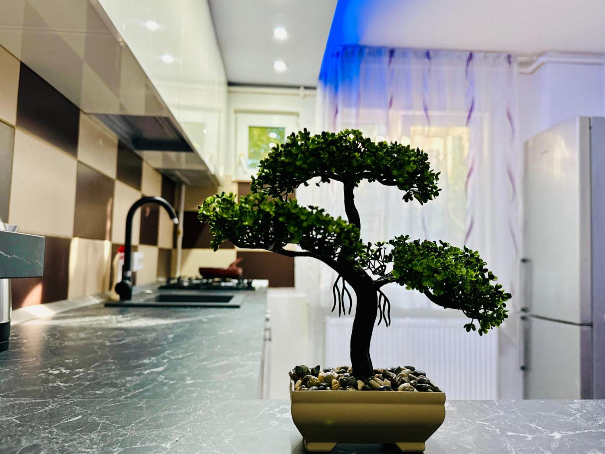 Joy City Stay Spacious Comfortable 蒂米什瓦拉 外观 照片